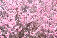 多治速比売神社の自然