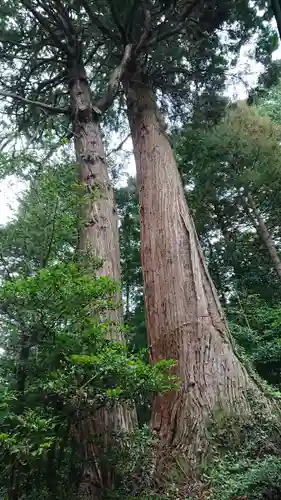 示現神社の自然