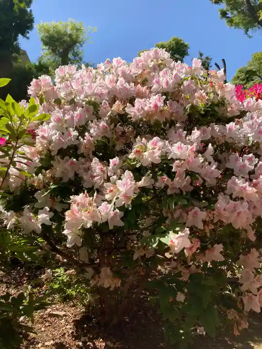 根津神社の自然