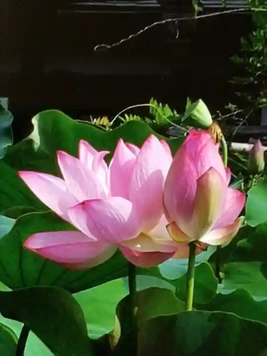 長善寺(東京都)