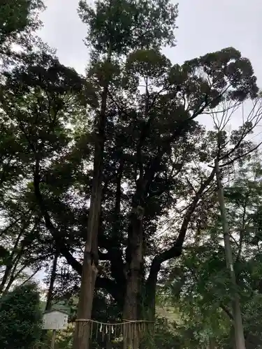 諏訪八幡神社の自然