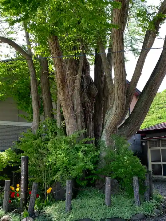 延寿寺観音堂の自然