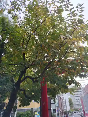 大綱金刀比羅神社の自然