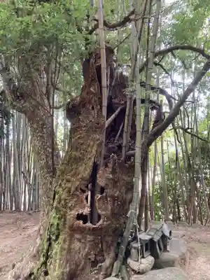 荒神社の自然
