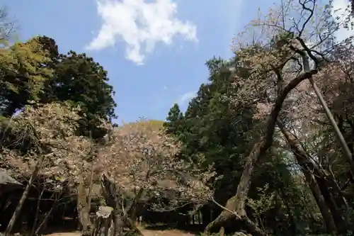 磐椅神社の自然