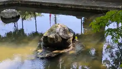 大井神社(京都府)