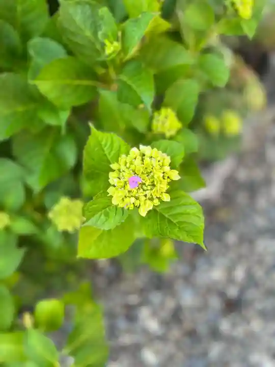 成田山函館別院函館寺の自然