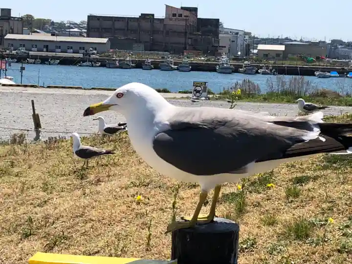 蕪嶋神社の動物