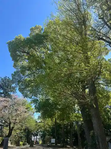 篠原八幡神社の{uncategorized: "未分類", other: "その他", undefined: "問題あり", building: "その他建物", grave: "お墓", sacred_gate: "鳥居", guardian: "狛犬", statue: "像", buddha: "仏像", history: "歴史", nature: "自然", garden: "庭園", animal: "動物", pagoda: "塔", temizu: "手水舎", mountain_gate: "山門・神門", sanctuary: "本殿・本堂", subordinate: "末社・摂社", art: "芸術", scenery: "景色", jizo: "地蔵", ema: "絵馬", goshuin: "御朱印", omikuji: "おみくじ", items: "授与品その他", amulet: "お守り", goshuincho: "御朱印帳", eats: "食事", festival: "お祭り", votive_dance: "神楽", shichigosan: "七五三参", wedding: "結婚式", experience: "体験その他", initially: "初詣", around: "周辺", anti_infection: "感染症対策"}