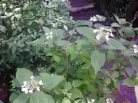 御霊神社の自然