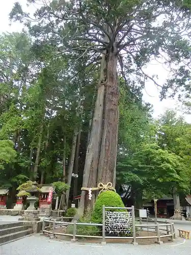北口本宮冨士浅間神社の自然