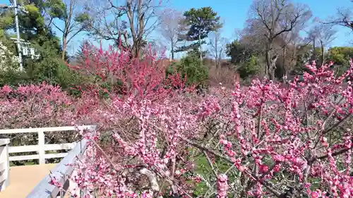 北野天満宮の庭園