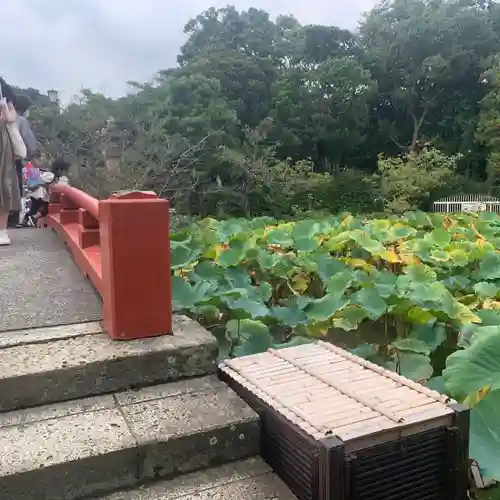 鶴岡八幡宮の庭園