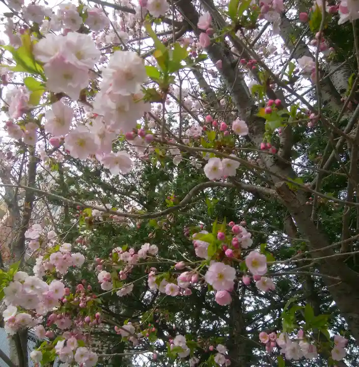 札幌諏訪神社の自然