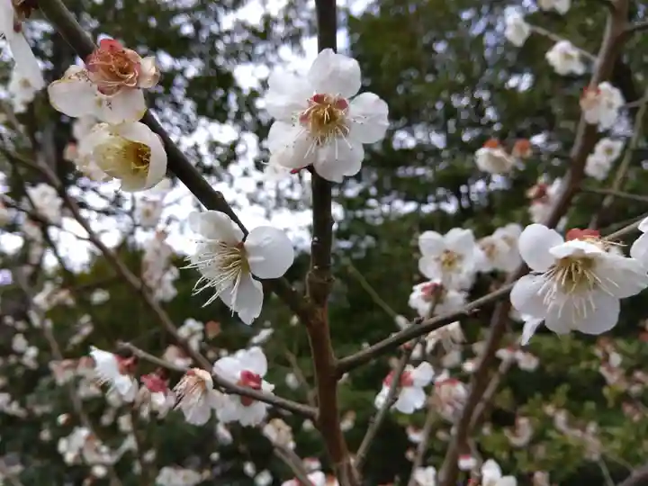 藤島神社(贈正一位新田義貞公之大宮)(福井県)