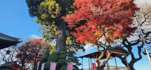 愛宕神社(宮城県)