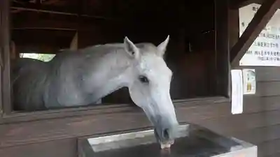 鹿児島神宮(鹿児島県)
