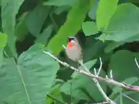 厳島神社(北海道)