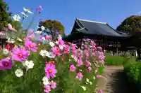 般若寺 ❁コスモス寺❁(奈良県)