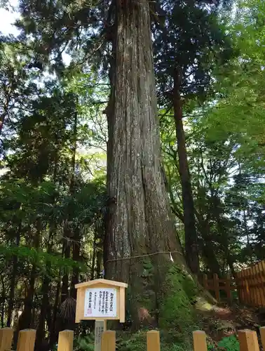 須山浅間神社(静岡県)