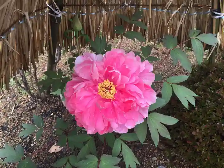 當麻寺 奥院の自然