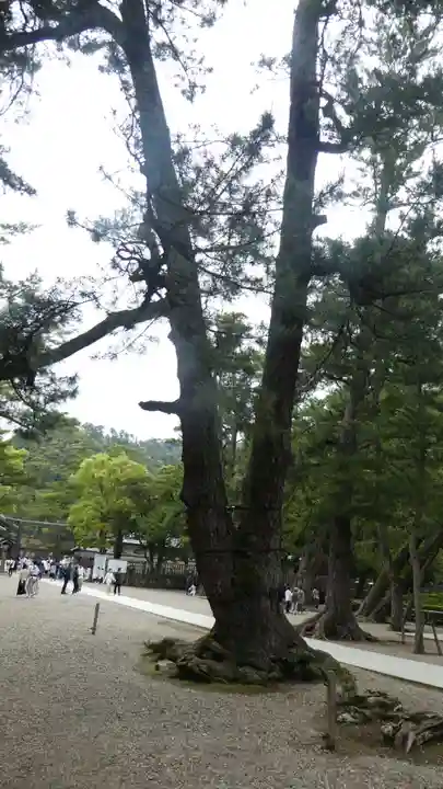 出雲大社(島根県)