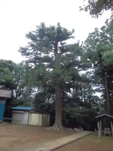 吉田杉山神社の自然