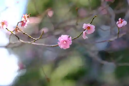 多治速比売神社の自然
