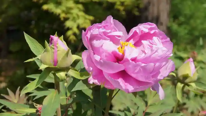 観音寺(千葉県)