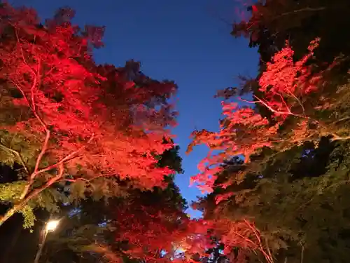 日吉大社の自然