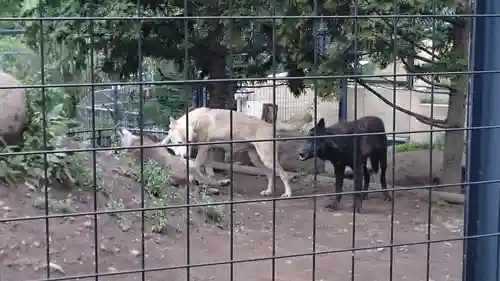 旭川神社の動物