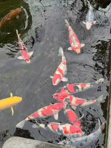 愛宕神社の動物