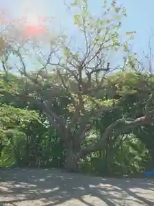 相馬神社の自然(2025年06月24日(火) 17時57分41秒投稿)