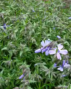 寿量山 速成寺の庭園(2020年03月30日(月) 16時58分43秒投稿)