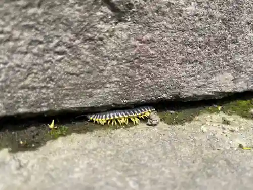 霧島神宮(鹿児島県)