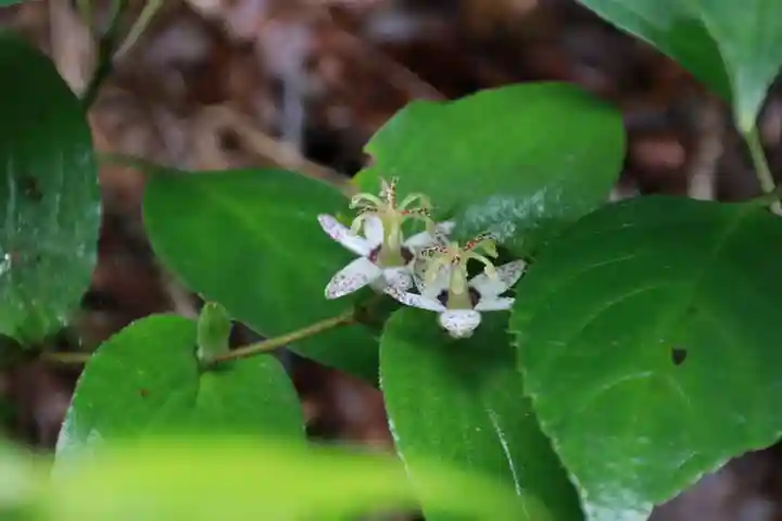 多賀神社の自然