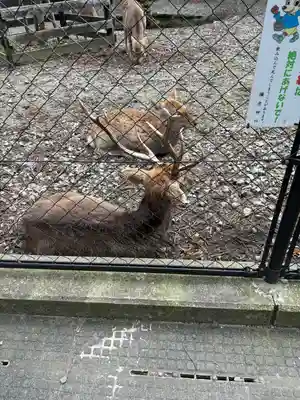 彌彦神社(新潟県)