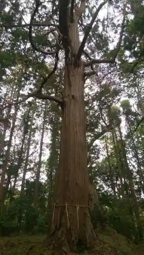 御船神社の自然