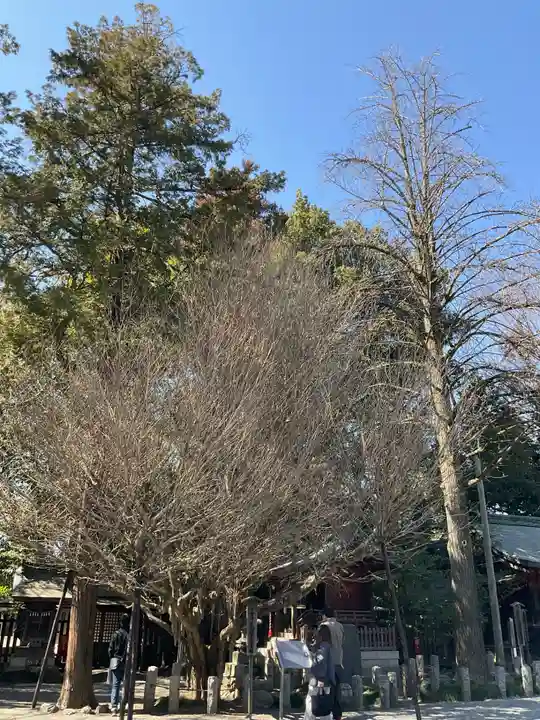 秩父神社(埼玉県)