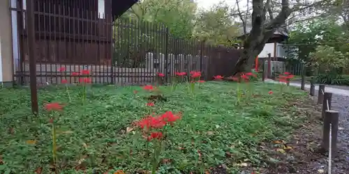 平野神社の自然