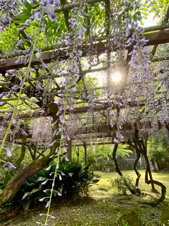 粟鹿神社の自然