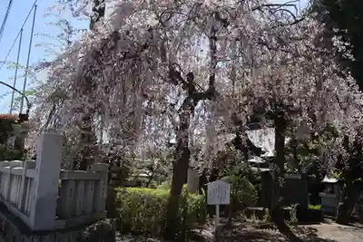 白蛇辨財天(栃木県)