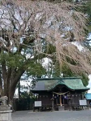 三島八幡神社の{uncategorized: "未分類", other: "その他", undefined: "問題あり", building: "その他建物", grave: "お墓", sacred_gate: "鳥居", guardian: "狛犬", statue: "像", buddha: "仏像", history: "歴史", nature: "自然", garden: "庭園", animal: "動物", pagoda: "塔", temizu: "手水舎", mountain_gate: "山門・神門", sanctuary: "本殿・本堂", subordinate: "末社・摂社", art: "芸術", scenery: "景色", jizo: "地蔵", ema: "絵馬", goshuin: "御朱印", omikuji: "おみくじ", items: "授与品その他", amulet: "お守り", goshuincho: "御朱印帳", eats: "食事", festival: "お祭り", votive_dance: "神楽", shichigosan: "七五三参", wedding: "結婚式", experience: "体験その他", initially: "初詣", around: "周辺", anti_infection: "感染症対策"}