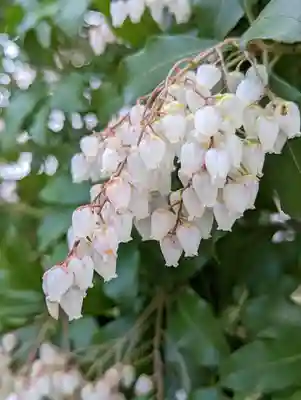 松尾大社(京都府)