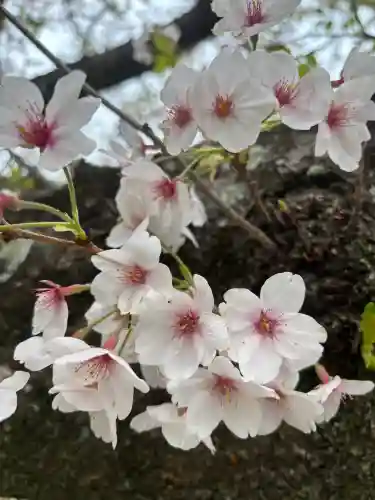 足立山妙見宮（御祖神社）の{uncategorized: "未分類", other: "その他", undefined: "問題あり", building: "その他建物", grave: "お墓", sacred_gate: "鳥居", guardian: "狛犬", statue: "像", buddha: "仏像", history: "歴史", nature: "自然", garden: "庭園", animal: "動物", pagoda: "塔", temizu: "手水舎", mountain_gate: "山門・神門", sanctuary: "本殿・本堂", subordinate: "末社・摂社", art: "芸術", scenery: "景色", jizo: "地蔵", ema: "絵馬", goshuin: "御朱印", omikuji: "おみくじ", items: "授与品その他", amulet: "お守り", goshuincho: "御朱印帳", eats: "食事", festival: "お祭り", votive_dance: "神楽", shichigosan: "七五三参", wedding: "結婚式", experience: "体験その他", initially: "初詣", around: "周辺", anti_infection: "感染症対策"}