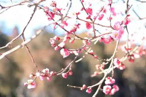 高麗神社の{uncategorized: "未分類", other: "その他", undefined: "問題あり", building: "その他建物", grave: "お墓", sacred_gate: "鳥居", guardian: "狛犬", statue: "像", buddha: "仏像", history: "歴史", nature: "自然", garden: "庭園", animal: "動物", pagoda: "塔", temizu: "手水舎", mountain_gate: "山門・神門", sanctuary: "本殿・本堂", subordinate: "末社・摂社", art: "芸術", scenery: "景色", jizo: "地蔵", ema: "絵馬", goshuin: "御朱印", omikuji: "おみくじ", items: "授与品その他", amulet: "お守り", goshuincho: "御朱印帳", eats: "食事", festival: "お祭り", votive_dance: "神楽", shichigosan: "七五三参", wedding: "結婚式", experience: "体験その他", initially: "初詣", around: "周辺", anti_infection: "感染症対策"}