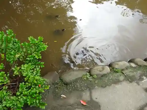 平塚八幡宮の動物