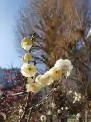 成子天神社の自然