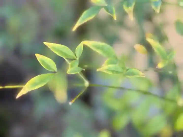 西方山極楽寺(岐阜県)