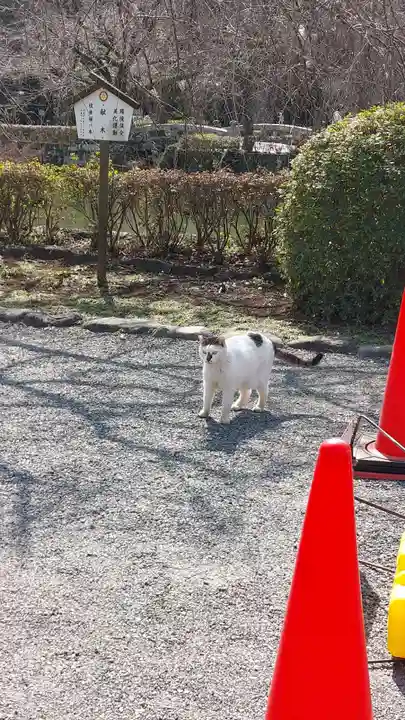 三嶋大社(静岡県)